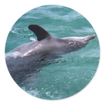 Dolphin stickers by TravellingSue Dolphin stickers