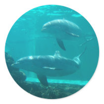Dolphin Sticker