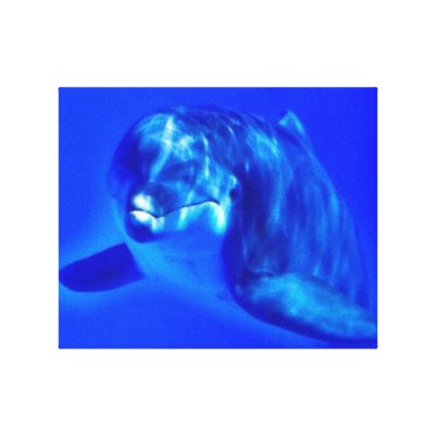 Dolphin Stretched Canvas Prints