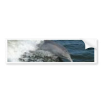 Dolphin Surfing bumper stickers
