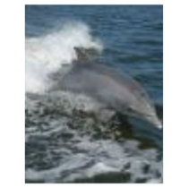 Dolphin Surfing flyers