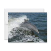 Dolphin Surfing invitations