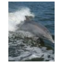 Dolphin Surfing letterhead