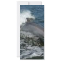 Dolphin Surfing rack cards