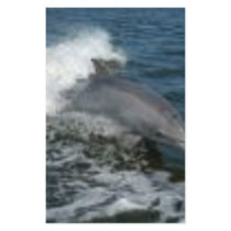 Dolphin Surfing stationery