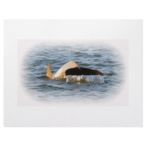 Dolphin Tail letterhead