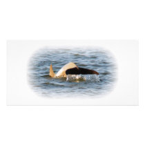 Dolphin Tail photo cards