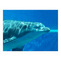 Dolphin Underwater Print by dduhaime55 Dolphin Underwater Print