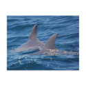 dolphines postcards by AEDPhotography dolphines postcards