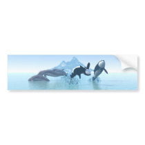 Dolphins and Orca's Bumper Sticker