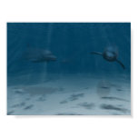 Dolphins at Play