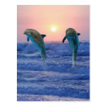 Dolphins at sunrise post cards