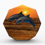 Dolphins at sunset awards