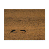 Dolphins at sunset post card