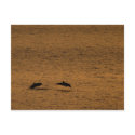 Dolphins at sunset postcards