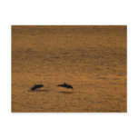 Dolphins at sunset postcards