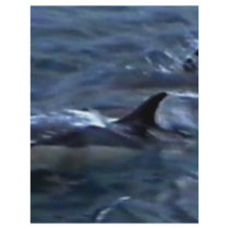 Dolphins at the boatside flyers by seascapeart Dolphins at the boatside flyers