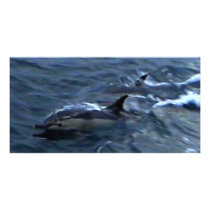 Dolphins at the boatside photo cards