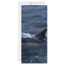 Dolphins at the boatside rack cards by seascapeart Dolphins at the boatside rack cards