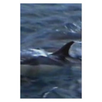 Dolphins at the boatside stationery by seascapeart Dolphins at the boatside stationery