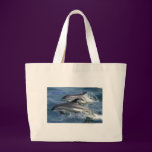dolphins