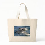dolphins