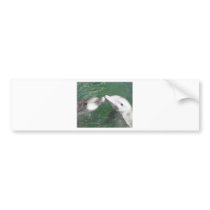 Dolphins Bumper Sticker