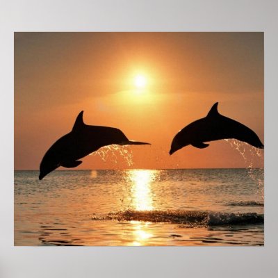 Dolphins by Sunset Poster