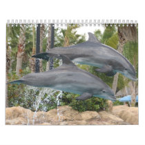 dolphins calendars