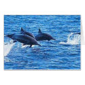 Dolphins cards by zazzelme2 Dolphins cards