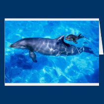 dolphins cards