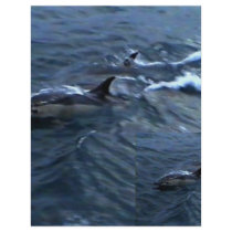 Dolphins Flyers