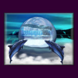 dolphins follow