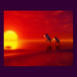 dolphins in the sunset
