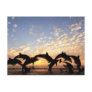 Dolphin's jumping from the water at sunset postcards