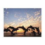 Dolphin's jumping from the water at sunset postcards