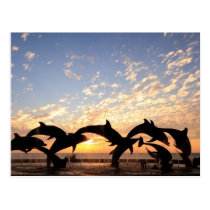 Dolphin's jumping from the water at sunset postcards