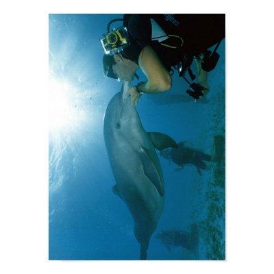 Dolphins Kiss Posters by Spear_man