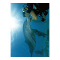 Dolphins Kiss posters by Spear_man Dolphins Kiss posters
