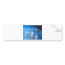 Dolphins Lovers Bumper Sticker