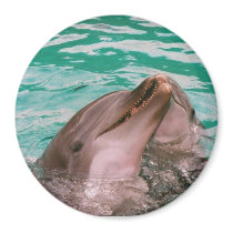 Dolphins magnets by grammasue319 Dolphins magnets