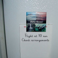 Dolphins of Hawaii Magnet magnet