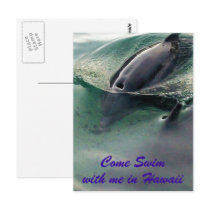Dolphins of Hawaii Postcard