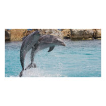 dolphins custom photo card