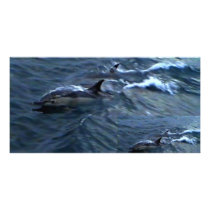 Dolphins photo cards