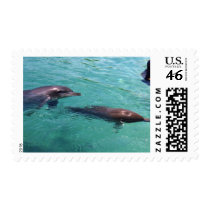 Dolphins Postage