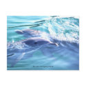 Dolphins postcards
