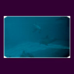 dolphins
