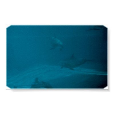 dolphins posters by SherryFrancis