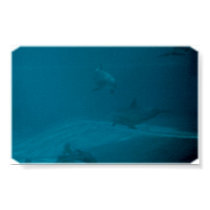 dolphins posters